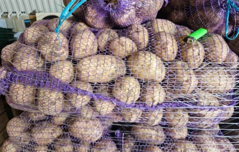 Картопля пізня оптом з доставкою у Львові