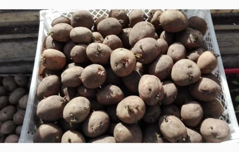 Продам оптом посадкову картоплю