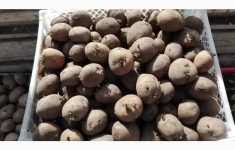 Продам оптом посадочную картошку