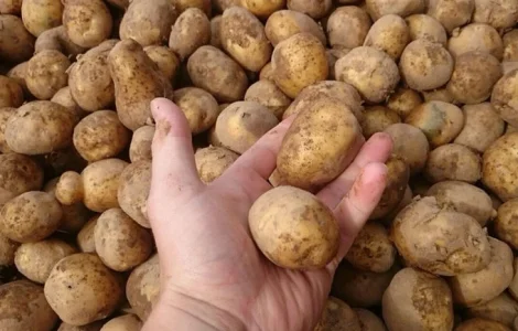 Оптовий продаж посадкової картоплі