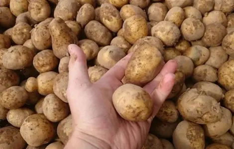 Оптовая продажа посадочного картофеля