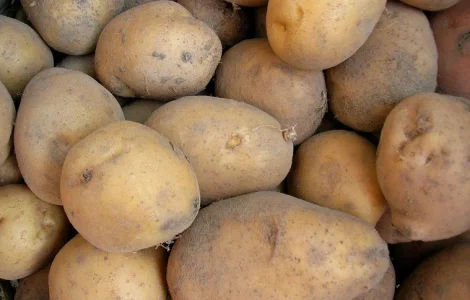 Продаж оптової картоплі 2 сорт