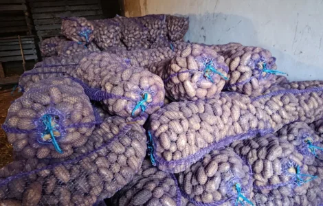 Продам картофель посадочный