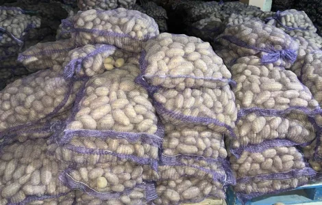 Продаємо картоплю сорту гранада