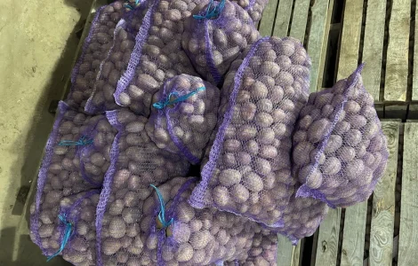 Насіннєва картопля БІЛА РОСА 2 репродукція