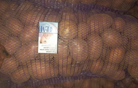 Пропонується товарна картопля сорту Біла Роса