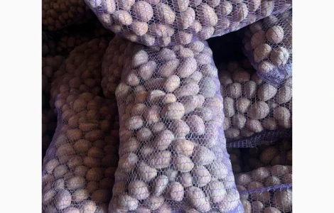 Продажа картофеля сорта Беллароза оптом – 50 тонн в Чернигове