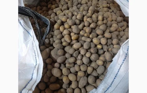 Продам насіннєву картоплю Раномі