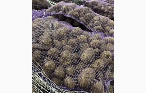 Картопля товарна сорт Мелоді Сорая Белароса Гуртом