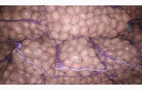 Продам посадочный картофель ручной переборки: коломбо