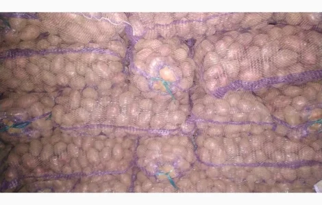 Продам крупну картоплю ручної переборки: арізона