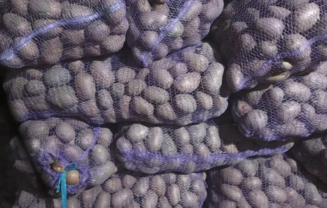 Продам товарный картофель