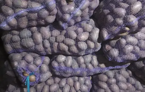 Продам товарний картоплю