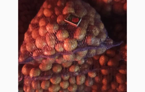 Продам семенной картофель Ривьера