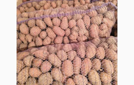 Продам насіневу картоплю Словянка