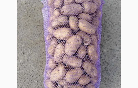 Продается товарная картошка сорта Бельмонда