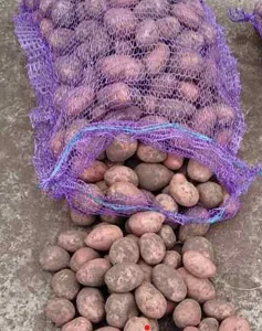 Продаж картоплі сорту Лабелла