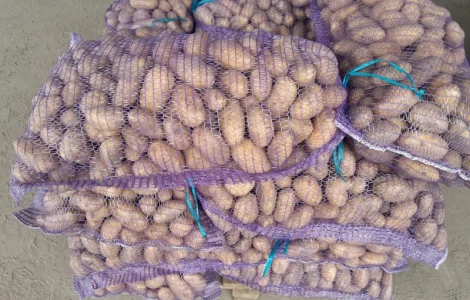 Продаж картоплі урожаю 2025