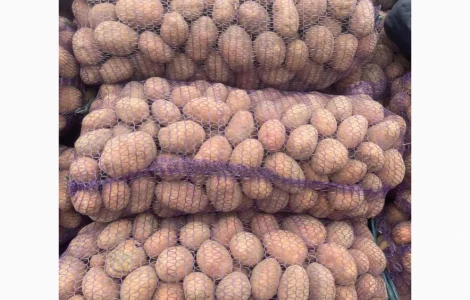 Продам картоплю Белла Роса