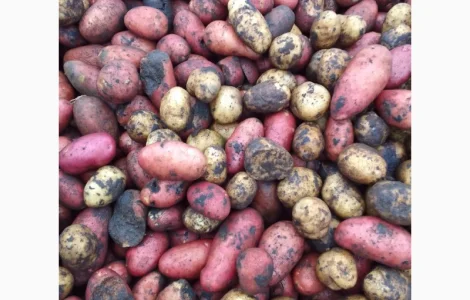 Картопля на бюджет