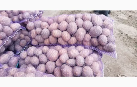 Продам Картофель Бела роса