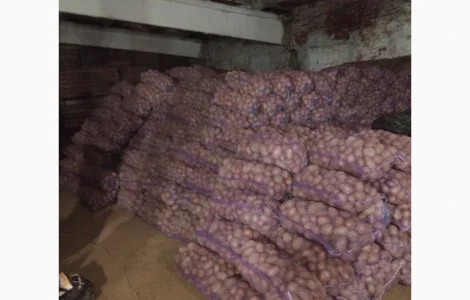 Продам оптом товарну картоплю