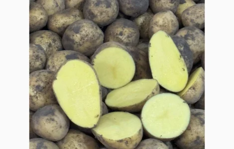 Картопля сорт Гала на посадку