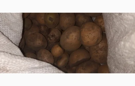 Продам дрібну картоплю