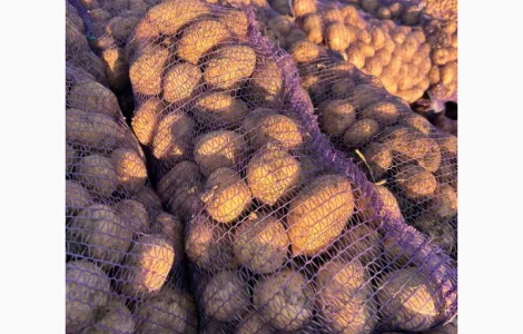 Картопля Мелоді