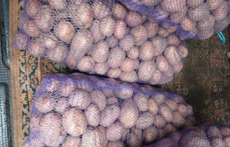 Продам товарну картоплю Бела Роса Балтік Роуз