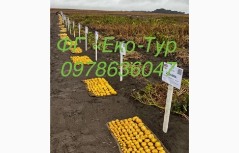 Продам насіння картоплі