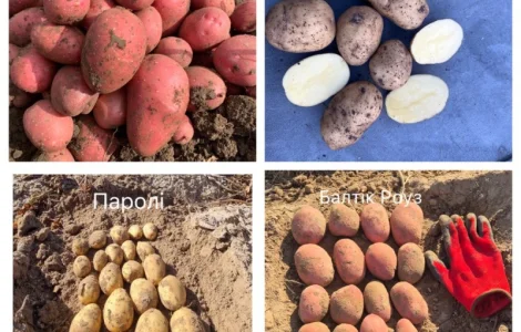 Насіннєва картопля німецької селекції