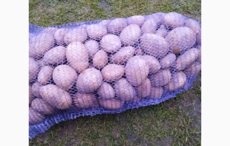 Продам товарну картоплю сорт Конект