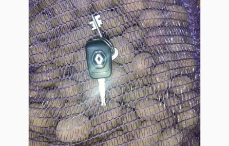 Продам картоплю сорт тирас насіння