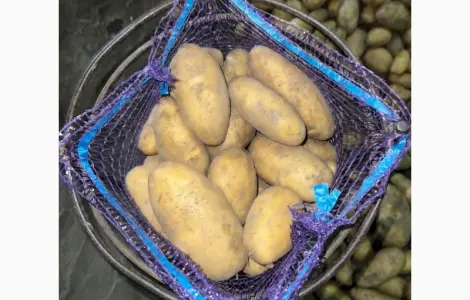 Продам картоплю сорт Гранада з піску