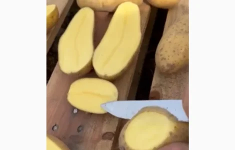 Продам картоплю Сорт Гренада