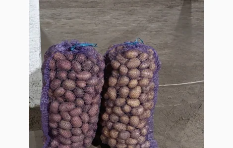 Продам насіннєву картоплю Арізона