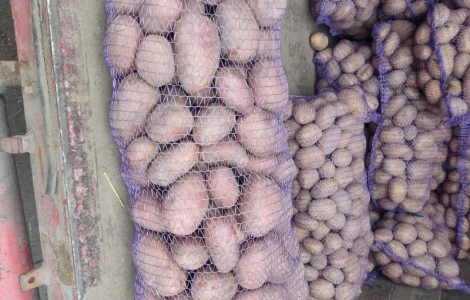 Біла роса з піщаного грунту