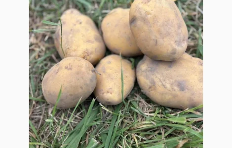 Купимо картоплю і овочі з ПДВ