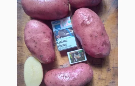 Продам товарну картоплю сорту Ред Леді оптом від 20 тонн