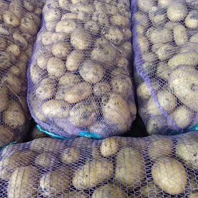 Продам товарну картоплю сорту Арізона