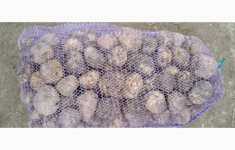 Продам товарну картоплю оптом в великих об’ємах від 20 тонн