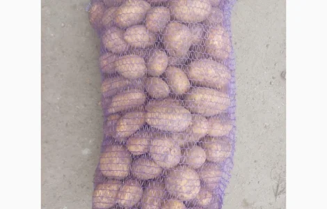 Продам товарну картоплю сорту Мелоді оптом від 20 тонн