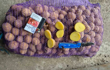 Продам насіннєву картоплю сорту Рів’єра - оптом від 10 тонн