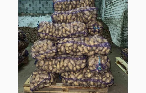 Товарна картопля сорту Гранада. Великі обʼєми від 10 тонн