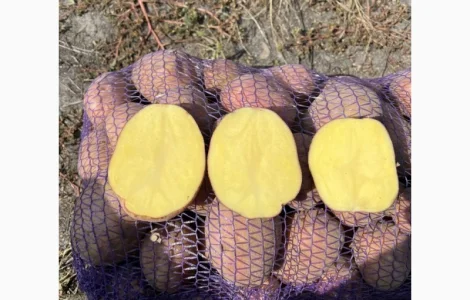 Продам товарну картоплю сорту Беллароза. Крупний опт від 10 тонн