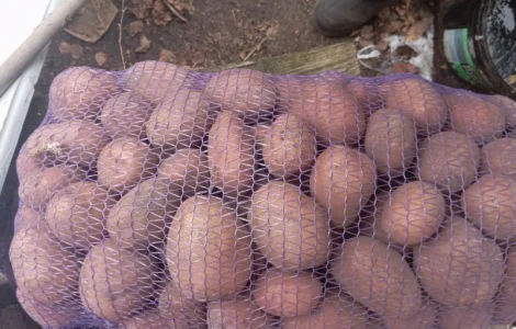 Продам картоплю