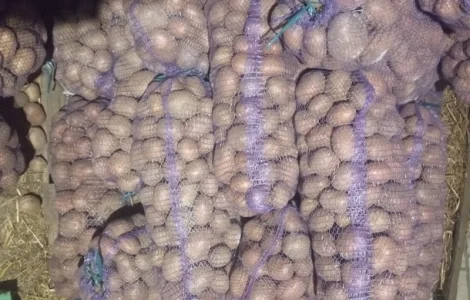 Продається картопля оптом від 20 тонн