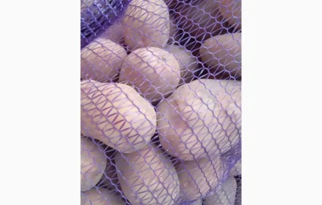 Продам Картоплю Сорт Бела роса. Коріна