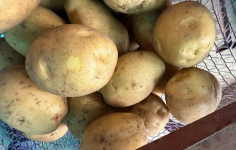 Картопля рів'єра